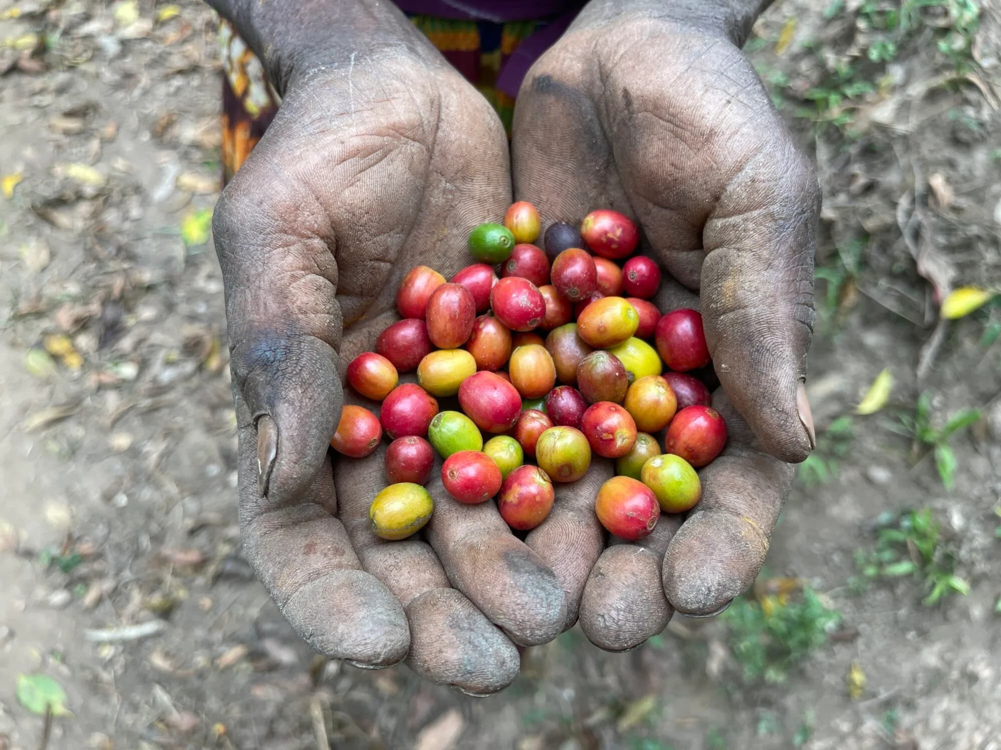 ウガンダコーヒーヒーロー画像 7