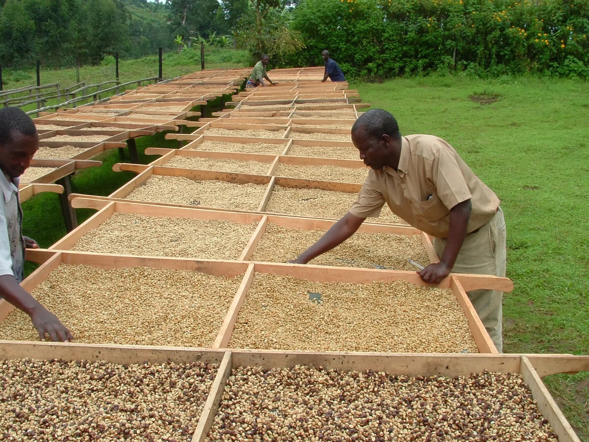 高床式の天日乾燥